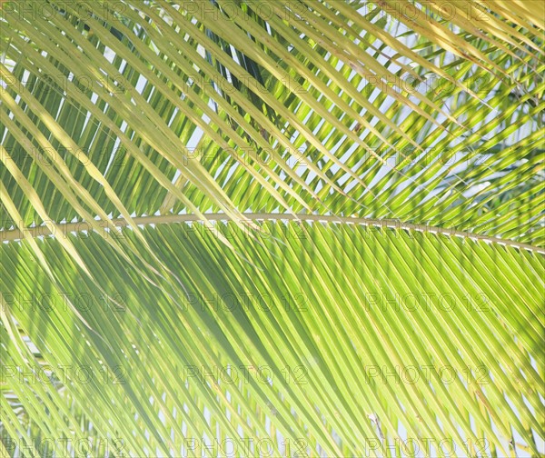 Life preserver hanging on palm tree. Photographe : Jamie Grill