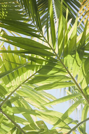 Close up of tropical leaves. Photographe : Jamie Grill