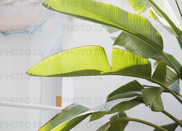 Close up of tropical leaves. Photographe : Jamie Grill