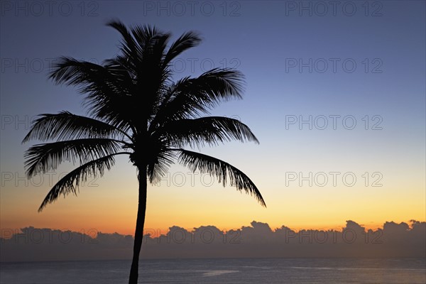 Silhouette of palm tree and ocean. Photographe : fotog