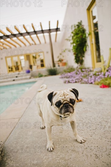 Pug by swimming pool in backyard. Photographe : Sarah M. Golonka