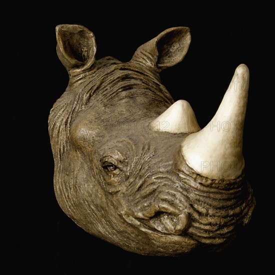 Rhinoceros head. Photographe : Joe Clark