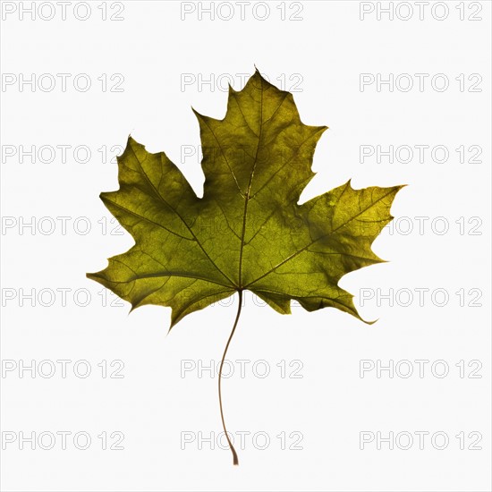 Autumn leaf. Photographe : Joe Clark