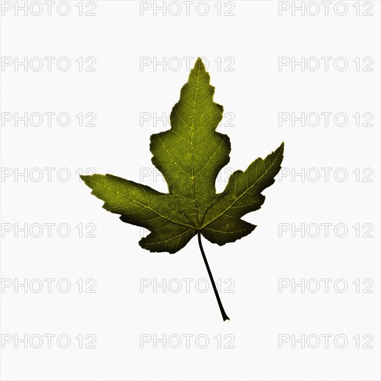 Autumn leaf. Photographe : Joe Clark