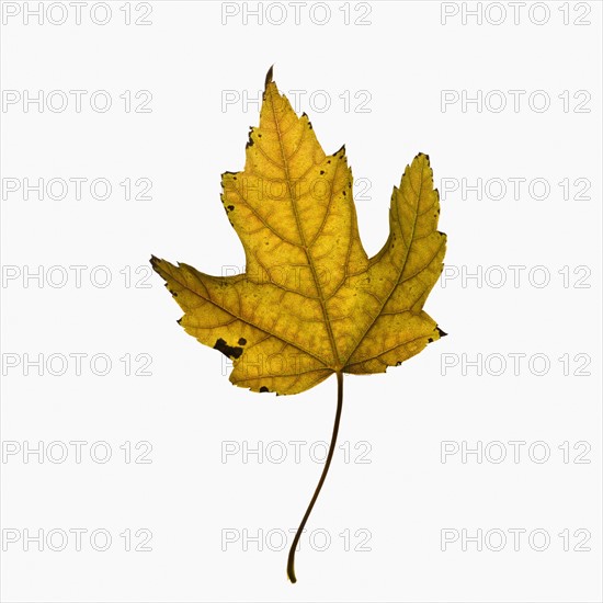 Autumn leaf. Photographe : Joe Clark