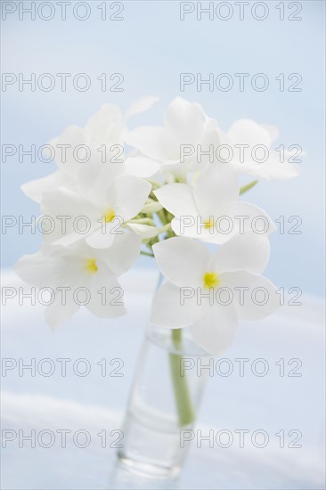 Tropical flowers in vase. Photographe : mark edward atkinson