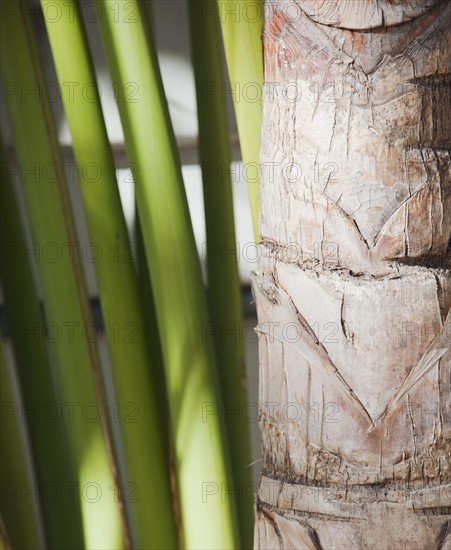 Close up of tropical leaves. Photographe : Jamie Grill