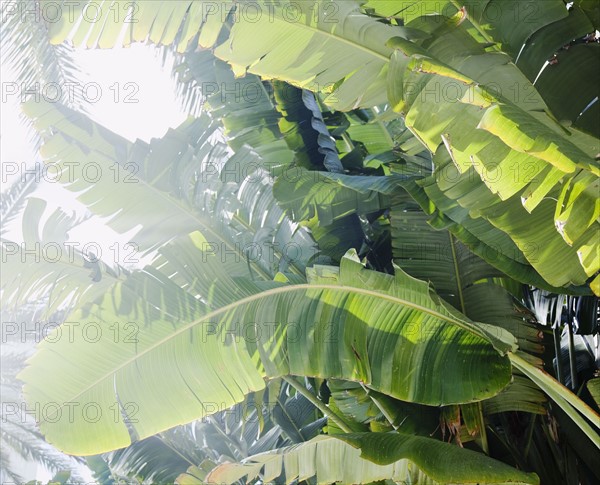 Close up of tropical plant. Photographe : Jamie Grill