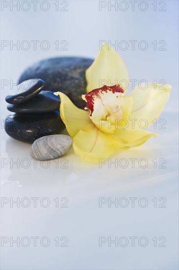 Tropical flower and stones. Photographe : Daniel Grill