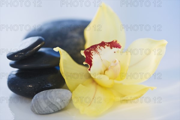 Tropical flower and stones. Photographe : Daniel Grill