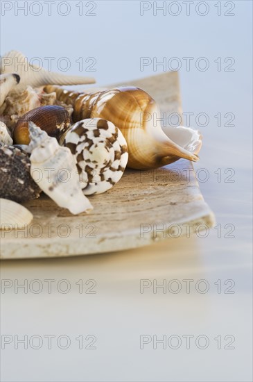 Assorted seashells. Photographe : Daniel Grill