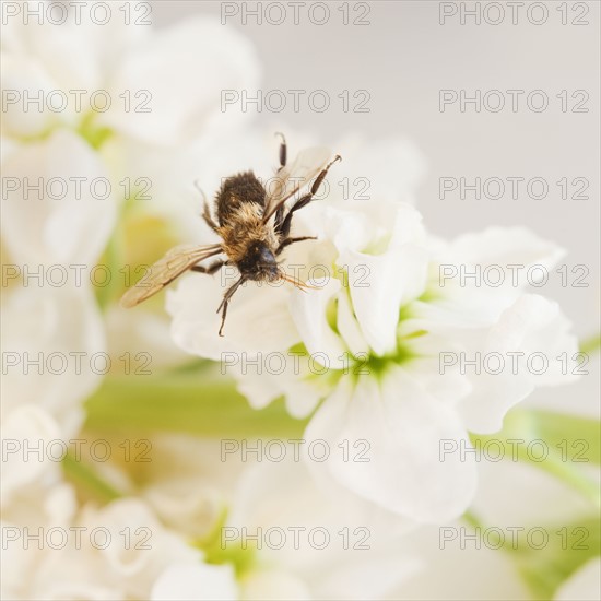 Close up of bee on flower. Photographe : Jamie Grill