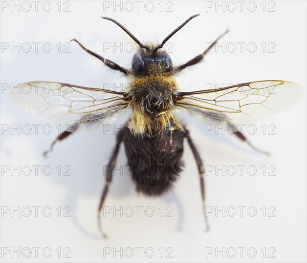 Close up of bee on flower. Photographe : Jamie Grill