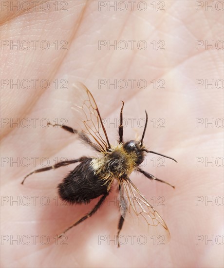 Close up of bee. Photographe : Jamie Grill