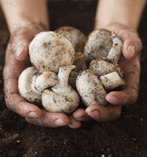 Woman digging up potatoes. Photographe : Jamie Grill