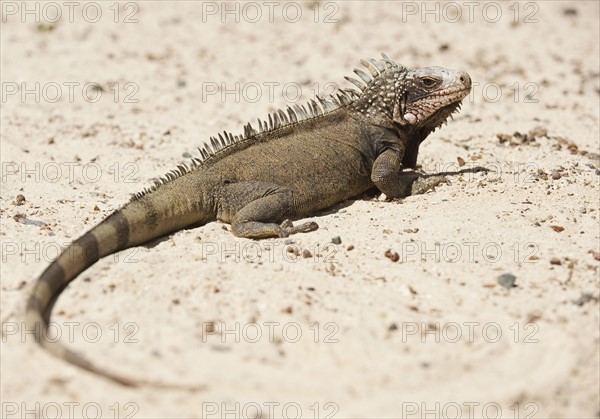 Close up of iguana.