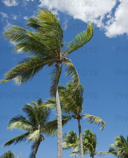 Palm trees in wind.