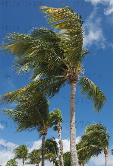 Palm trees in wind.