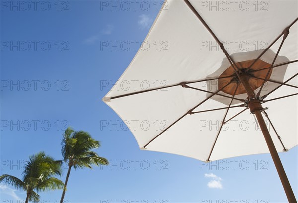 Palm trees and beach umbrella.