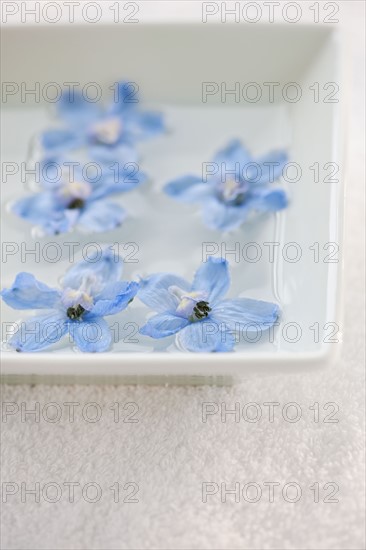 Tropical flowers in bowl of water.