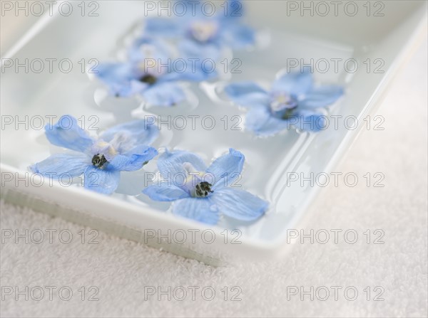 Tropical flowers in bowl of water.