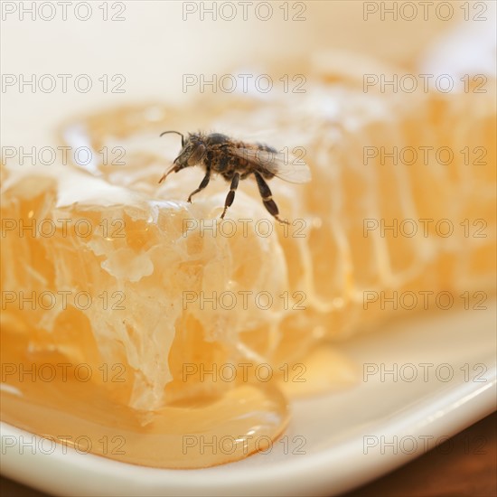 Close up of bee and honeycomb. Photographe : Jamie Grill