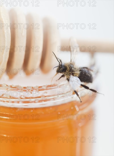 Close up of fresh honeycomb. Photographe : Jamie Grill