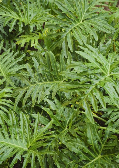 Close up of wet tropical leaves.