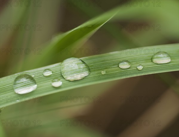 Close up of wet tropical leaf.