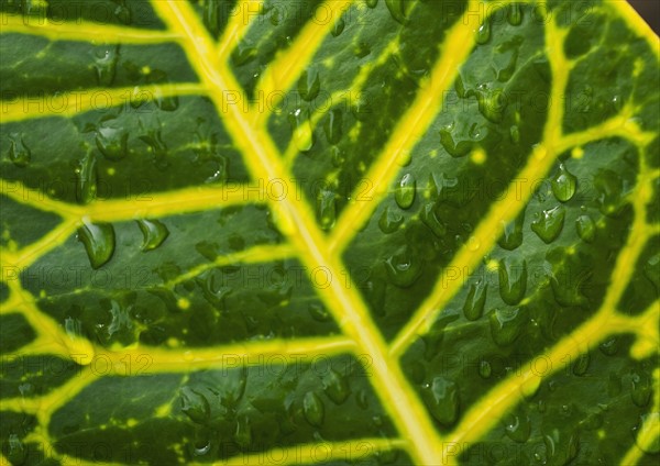 Close up of wet tropical leaf.