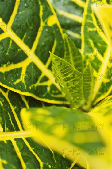 Close up of wet tropical leaf.