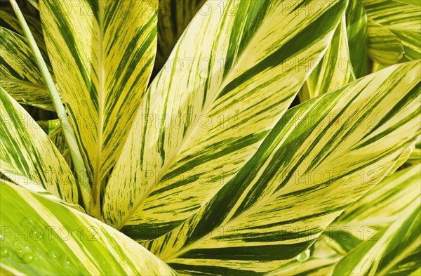 Close up of wet tropical leaf.