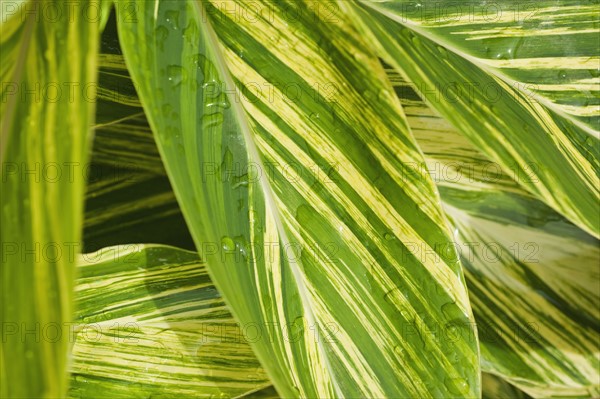 Close up of wet tropical leaf.