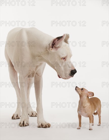 Small and large dogs looking at each other.