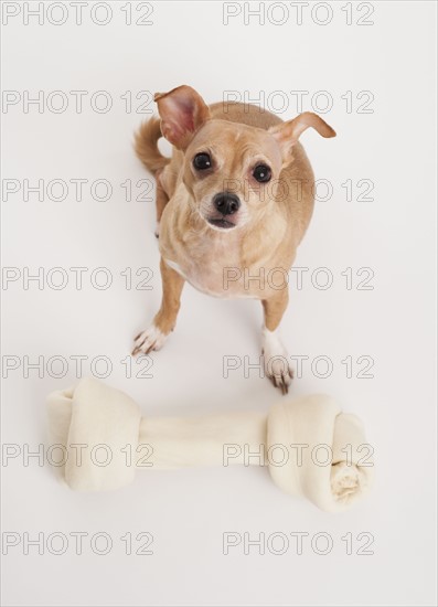 Small dog with big bone.