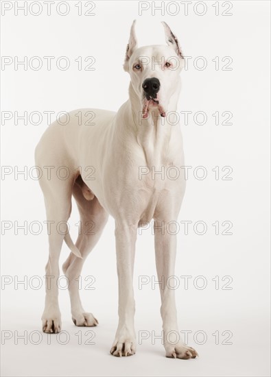 Portrait of large dog.