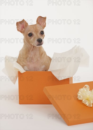 Small dog sitting in gift box.