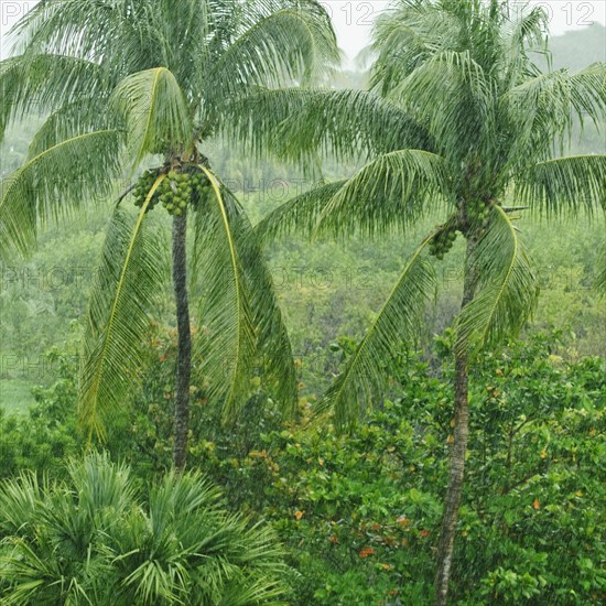 Tropical rainforest.