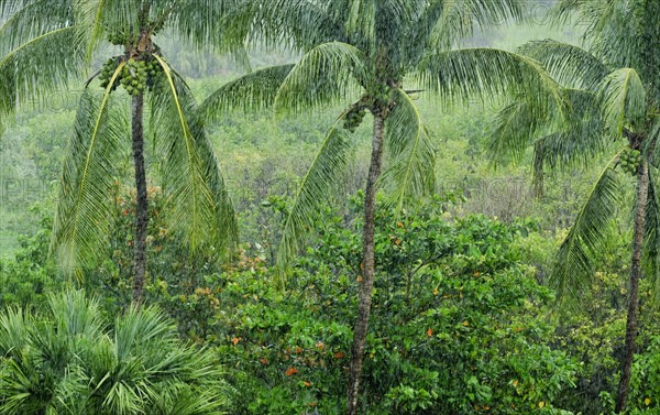 Tropical rainforest.