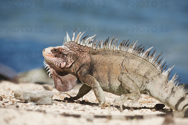 Close up of iguana.