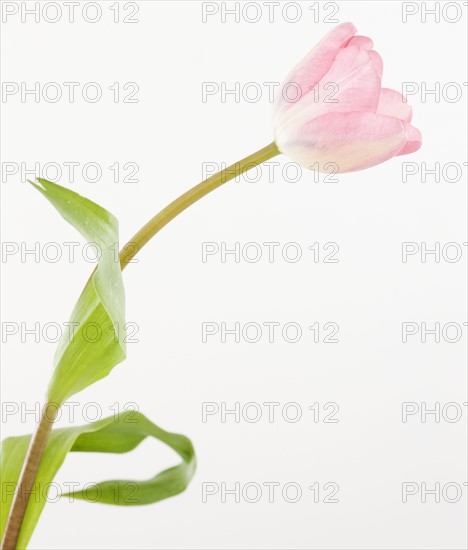 Pink tulip. Photographe : Jamie Grill