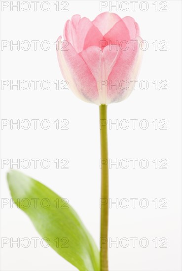 Pink tulip. Photographe : Jamie Grill