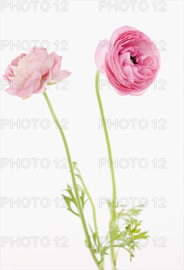 Pink flowers. Photographe : Jamie Grill