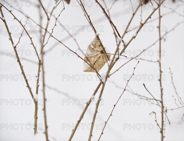 Plant in snow.