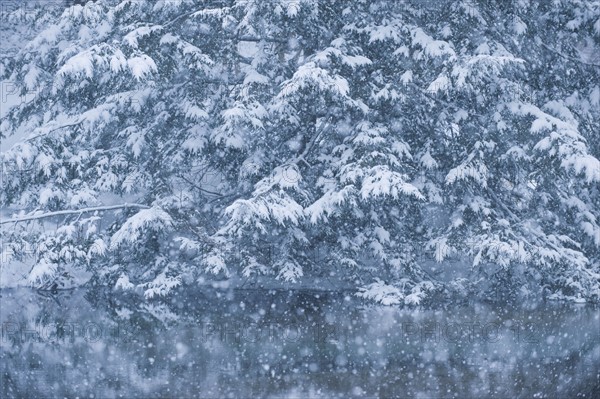 Forest and pond in winter.