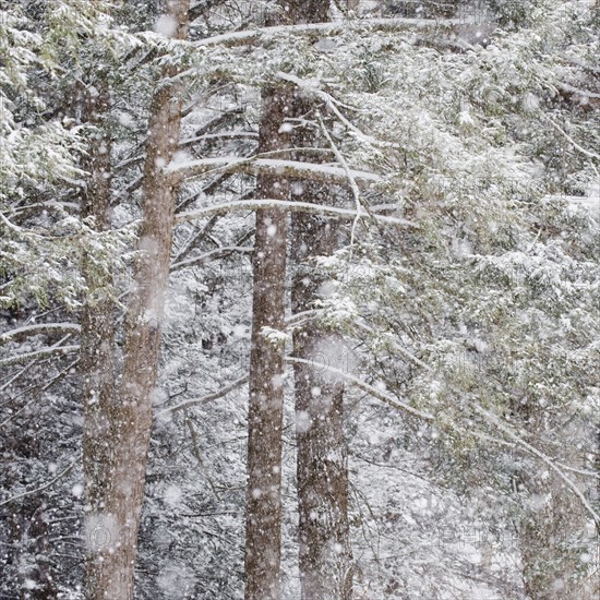 Forest in winter.