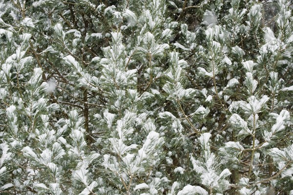 Forest in winter.