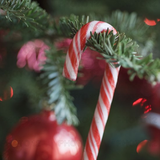 Candy cane hanging on Christmas tree.