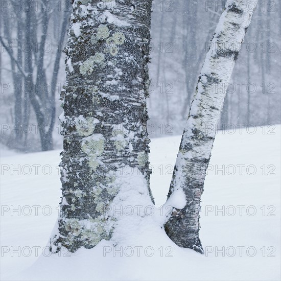 Trees in winter.