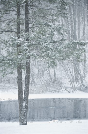 Forest and pond in winter.